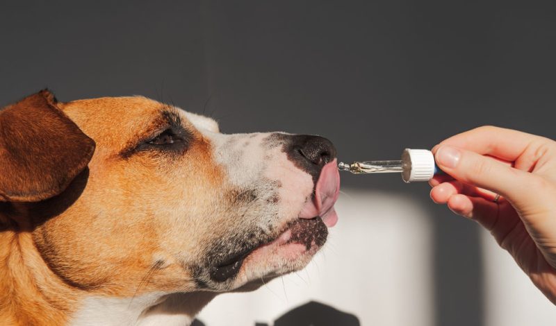 Buy the best CBD oil for a dog for your pet today
